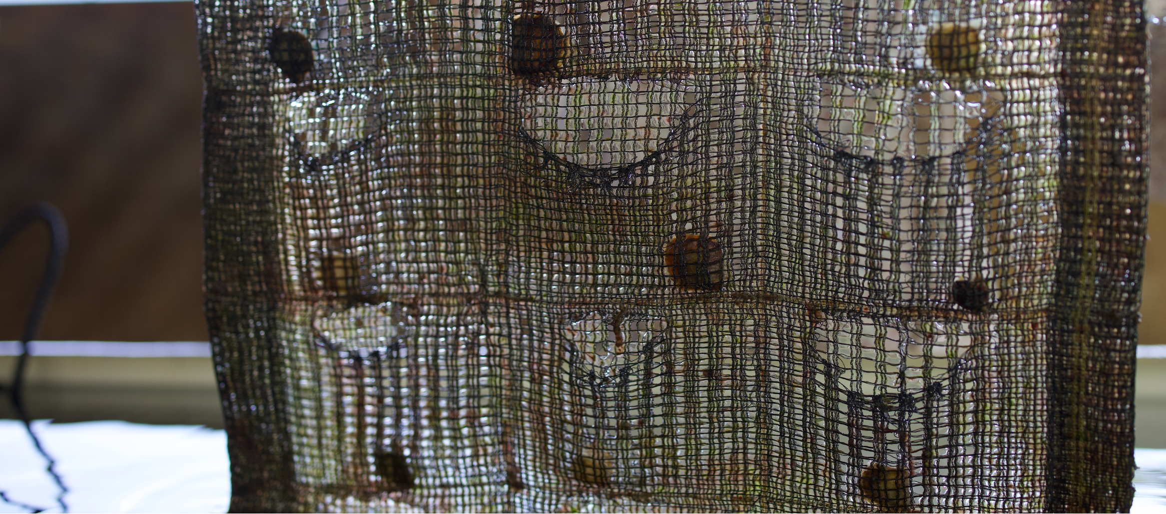 Pearl Nest with oysters inside